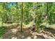 Nature trail through the woods with dappled sun at 11120 Lu Wista Ln, Brooksville, FL 34601