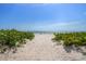 Sandy beach path leading to the ocean with lush green vegetation on either side under a clear blue sky at 19530 Gulf Blvd # 4A, Indian Shores, FL 33785