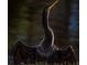 A dark bird stretches its neck and wings against a dark background at 5920 80Th N St # 103, St Petersburg, FL 33709