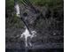 A bird descends from the air with mud on it's body and wings spread wide at 5920 80Th N St # 103, St Petersburg, FL 33709