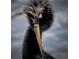 Close up of a beautiful bird's head feathers, showing intricate detail and textures at 5920 80Th N St # 103, St Petersburg, FL 33709