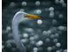 Portrait of a white bird with a bright yellow beak set against a blurred, bokeh background at 5920 80Th N St # 103, St Petersburg, FL 33709
