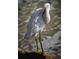 A white bird with a yellow eye and black beak stands on a rock by the water at 5920 80Th N St # 103, St Petersburg, FL 33709