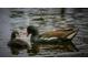 A mother duck and duckling are swimming in the water together at 5920 80Th N St # 103, St Petersburg, FL 33709