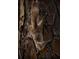 Squirrel clings to a tree, showcasing its furry tail and agile climbing abilities at 5920 80Th N St # 103, St Petersburg, FL 33709