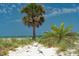 Scenic shot of a palm tree next to native beach foliage with pristine blue skies at 1070 Eldorado Ave, Clearwater Beach, FL 33767