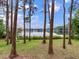 Scenic lake view through the trees, showcasing a serene and natural setting with calm water and blue sky at 7216 N Mobley Rd, Odessa, FL 33556