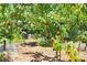 View of the backyard orchard with various fruit trees and mulched ground cover at 3440 Crenshaw Lake Rd, Lutz, FL 33548