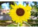 Close up of a large, vibrant yellow sunflower in full bloom at 3440 Crenshaw Lake Rd, Lutz, FL 33548