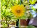 Detailed view of a bright yellow sunflower against a blurred background of greenery at 3440 Crenshaw Lake Rd, Lutz, FL 33548
