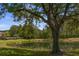 Scenic view of the pond framed by large oak tree, green grass, and surrounding vegetation at 18939 Duquesne Dr, Tampa, FL 33647
