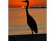 A silhouette of a stork stands tall against a backdrop of a vibrant sunset over the calm ocean waters at 650 70Th Ave, St Pete Beach, FL 33706