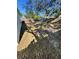 Large backyard enclosed by a wooden fence at 1778 New Hampshire Ne Ave, St Petersburg, FL 33703