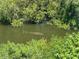 Green murky waterway with a manatee visible under the surface of the water at 5435 Sweetwater Terrace Cir, Tampa, FL 33634