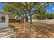 Backyard of home, with a large tree, clothesline, shed, and partial fence at 133 43Rd Ne Ave, St Petersburg, FL 33703