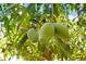 Close-up of ripening mangoes hanging from a tree, showcasing fresh, homegrown produce at 13404 Fladgate Mark Dr, Riverview, FL 33579