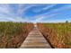 Wooden dock and boardwalk path through tall grasses offering serene waterfront access at 32231 Conchshell Sail St, Wesley Chapel, FL 33545