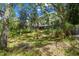 Picturesque backyard with a mix of mature trees and lush greenery at 48 Bishop Creek Dr, Safety Harbor, FL 34695