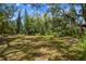 Expansive, shady backyard with many mature trees and bamboo at 48 Bishop Creek Dr, Safety Harbor, FL 34695