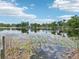 Scenic lake view with lily pads and sky reflections, showcasing waterfront living and natural beauty at 5817 Myrtle Ln, Tampa, FL 33625