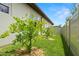 Well-maintained backyard featuring lush grass and young citrus trees, perfect for outdoor enjoyment at 2142 Scarlet Oaks St, Clearwater, FL 33759