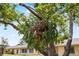 Home exterior with lush landscaping and mature tree at 1530 Ingram Dr # 1530, Sun City Center, FL 33573