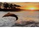 Spectacular view of a dolphin swimming in a calm water way at sunset at 3010 Beecher E Dr # A, Palm Harbor, FL 34683