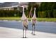 Two elegant Sandhill Cranes stand gracefully on a sidewalk, showcasing the natural beauty of the neighborhood at 6807 162Nd Pl, Parrish, FL 34219