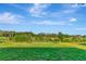 Expansive backyard with lush green grass, privacy landscaping, and a clear view of the horizon at 9734 Branching Ship Trce, Wesley Chapel, FL 33545