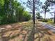 Expansive backyard surrounded by lush greenery, offering a private and tranquil outdoor space at 12907 N 53Rd St, Temple Terrace, FL 33617