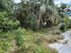 View of the backyard with lush greenery and trees at 6715 16Th N St, St Petersburg, FL 33702