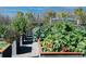 Raised garden beds flourish in the community garden, with a variety of plants and fresh produce growing at 18933 Sailors Delight Pass, Land O Lakes, FL 34638