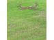 View of deer resting in a lush green lawn, highlighting the area's abundant wildlife at 3505 Tarpon Woods Blvd # K409, Palm Harbor, FL 34685