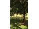 A small herd of deer grazes on a sunny lawn at 3505 Tarpon Woods Blvd # K409, Palm Harbor, FL 34685
