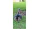 A turkey is standing in the grass at 3505 Tarpon Woods Blvd # K409, Palm Harbor, FL 34685