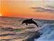 Captivating ocean view at sunset featuring a dolphin jumping from the wave, showcasing marine wildlife and beauty at 3643 Arbor Chase Dr, Palm Harbor, FL 34683