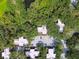 Enjoy this community aerial top down view with lush trees interspersed with homes in a quiet residential neighborhood at 706 1St Ct, Palm Harbor, FL 34684