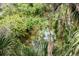 Scenic backyard view with lush greenery and tranquil water features at 1296 Weybridge Ln, Dunedin, FL 34698