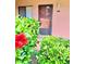 Condo entrance with neat landscaping, including a beautiful hibiscus bush, providing a charming welcome at 141 Lakeside Dr, Oldsmar, FL 34677