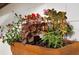 Indoor planter with begonia plants in a decorative planter against a white tile background at 5112 Lanai Way, Tampa, FL 33624