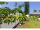 Lush fruit tree, adding natural beauty and potential for homegrown harvests to the property's landscape at 119 N Hillcrest Ave, Clearwater, FL 33755