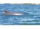 Dolphin swimming in the water near the community, highlighting the unique wildlife of the area at 184 Banyan Bay Dr, St Petersburg, FL 33705