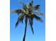 Tall palm tree with coconuts against a clear blue sky, evoking a tropical and serene atmosphere at 184 Banyan Bay Dr, St Petersburg, FL 33705