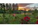 Beautiful backyard view with colorful flowers and a peaceful pond reflecting a stunning sunset at 10945 Sundrift Dr, Tampa, FL 33647