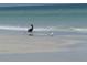 Seagulls standing near the ocean at 1480 Gulf Blvd # 1004, Clearwater Beach, FL 33767