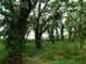 Exterior shot of property featuring large mature trees and lots of greenery at 888 Forest Glen Rd, Clearwater, FL 33765