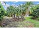 Lush backyard with screened-in pool and beautiful tropical palm trees at 3727 Janus Way, Palm Harbor, FL 34685