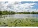 A tranquil lake covered with lily pads underneath a cloudy sky at 2814 W Humphrey St, Tampa, FL 33614