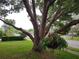 Large tree in front yard with staghorn fern at 3200 Sandy Ridge Dr, Clearwater, FL 33761