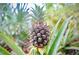 Close up of a fresh pineapple plant at 2859 Dartmouth N Ave, St Petersburg, FL 33713